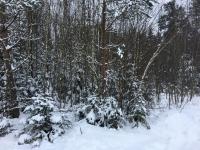 Участок 8 соток с лесом в СНТ Солнечное г.Карабаново