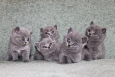 Голубые британские котята