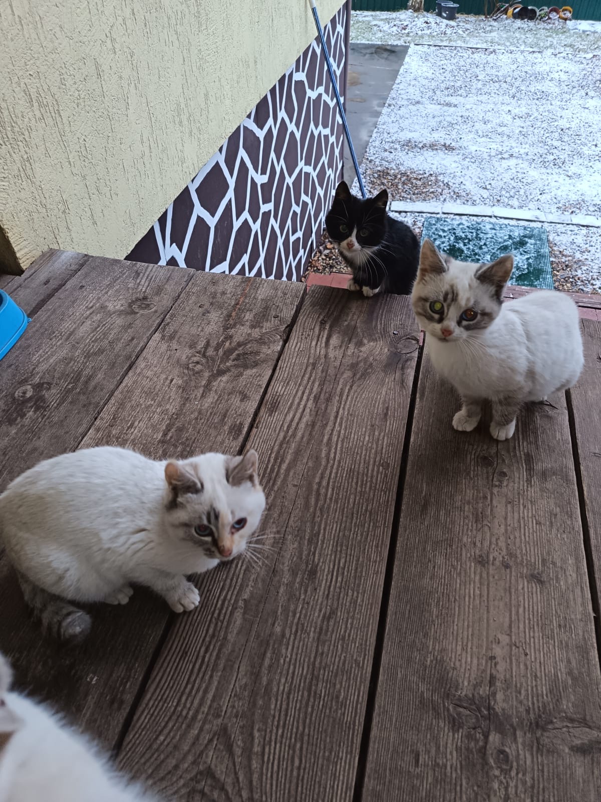 Отдам котят в добрые руки